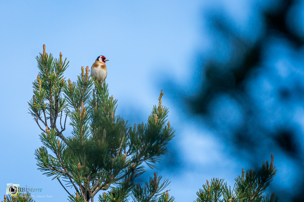 Aves, Birds, Carduelis carduelis, Chardonneret élégant, European Goldfinch, Fringillidae, Fringillidés, Oiseaux, Passériformes, Uccelli, Vögel, castellane, faune, oiseau, verdon_43°48'44.808