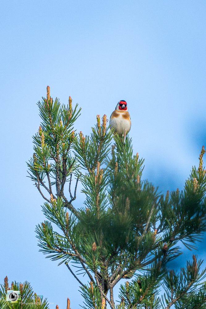 Aves, Birds, Carduelis carduelis, Chardonneret élégant, European Goldfinch, Fringillidae, Fringillidés, Oiseaux, Passériformes, Uccelli, Vögel, castellane, faune, oiseau, verdon_43°48'44.808