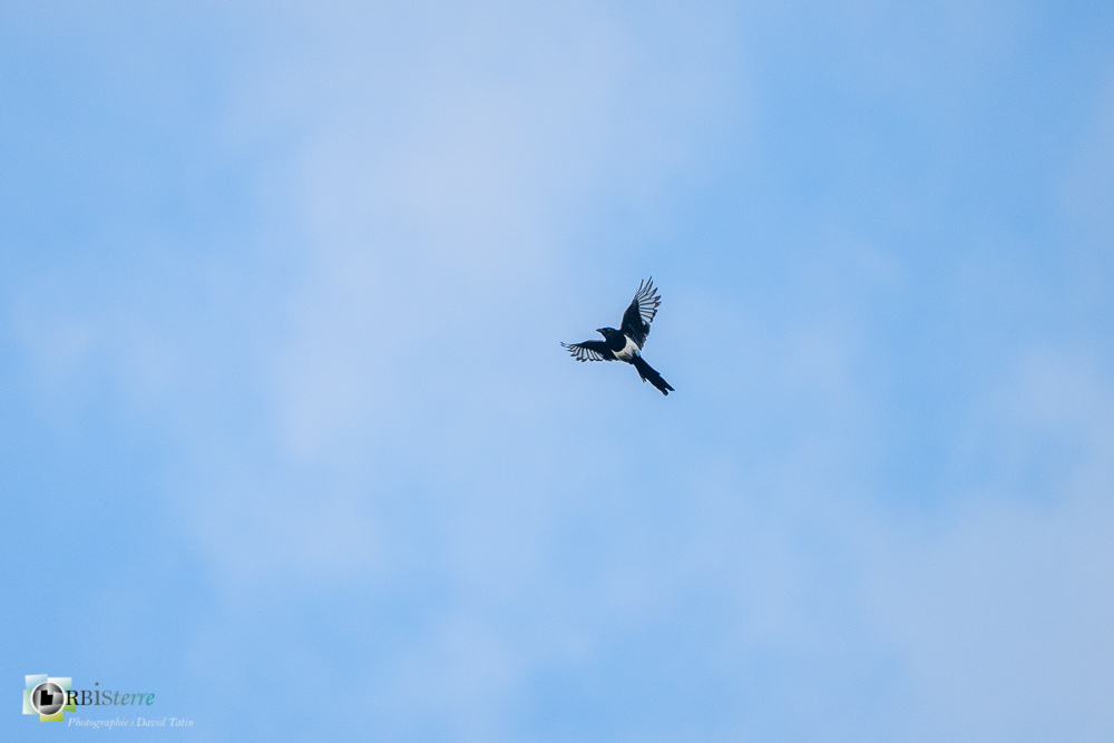 Aves, Birds, Carduelis carduelis, Chardonneret élégant, European Goldfinch, Fringillidae, Fringillidés, Oiseaux, Passériformes, Uccelli, Vögel, castellane, faune, oiseau, verdon_43°48'44.808