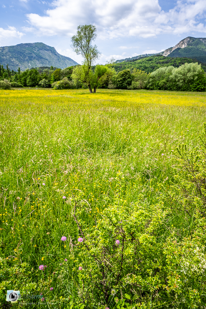 castellane, plan de la palud, verdon, zone humide_43°51'29.7