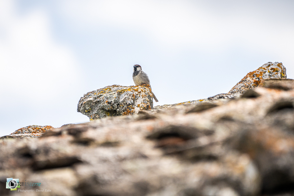 Aves, Birds, House Sparrow, Moineau domestique, Oiseaux, Passer domesticus, Passeridae, Passeridés, Passériformes, Uccelli, Vögel, faune, oiseau, verdon_43°51'30.148