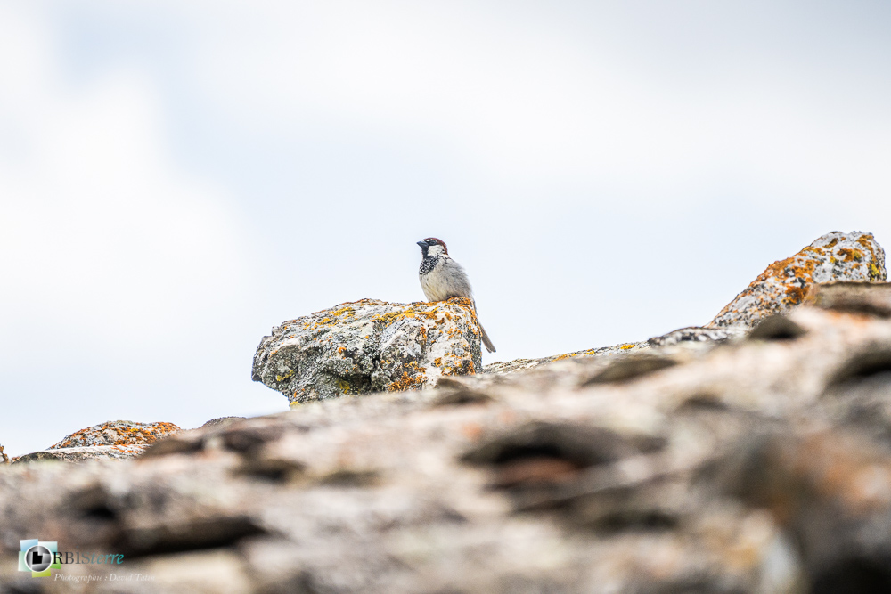 Aves, Birds, House Sparrow, Moineau domestique, Oiseaux, Passer domesticus, Passeridae, Passeridés, Passériformes, Uccelli, Vögel, faune, oiseau, verdon_43°51'30.152