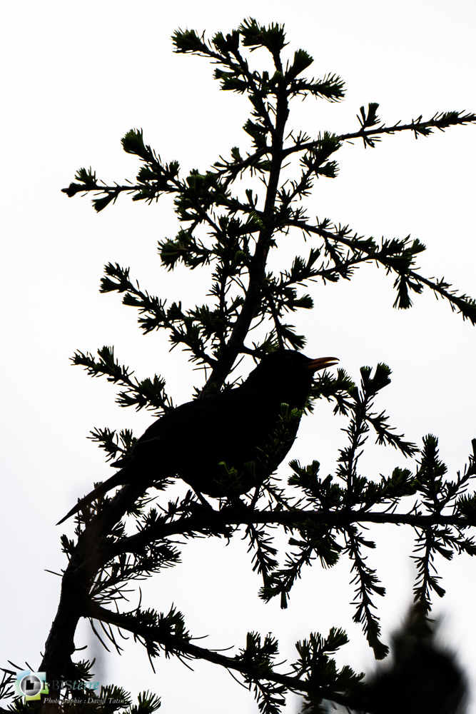 Aves, Birds, Common Blackbird, Merle noir, Oiseaux, Passériformes, Turdidae, Turdidés, Turdus merula, Uccelli, Vögel, faune, oiseau, verdon_43°51'21.3