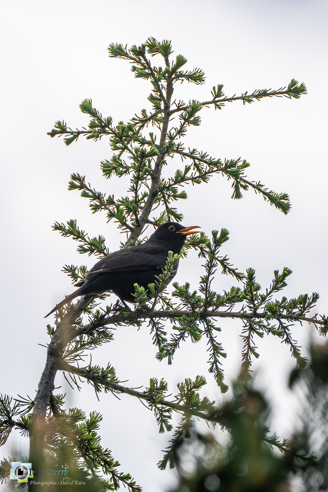 Aves, Birds, Common Blackbird, Merle noir, Oiseaux, Passériformes, Turdidae, Turdidés, Turdus merula, Uccelli, Vögel, faune, oiseau, verdon_43°51'21.3