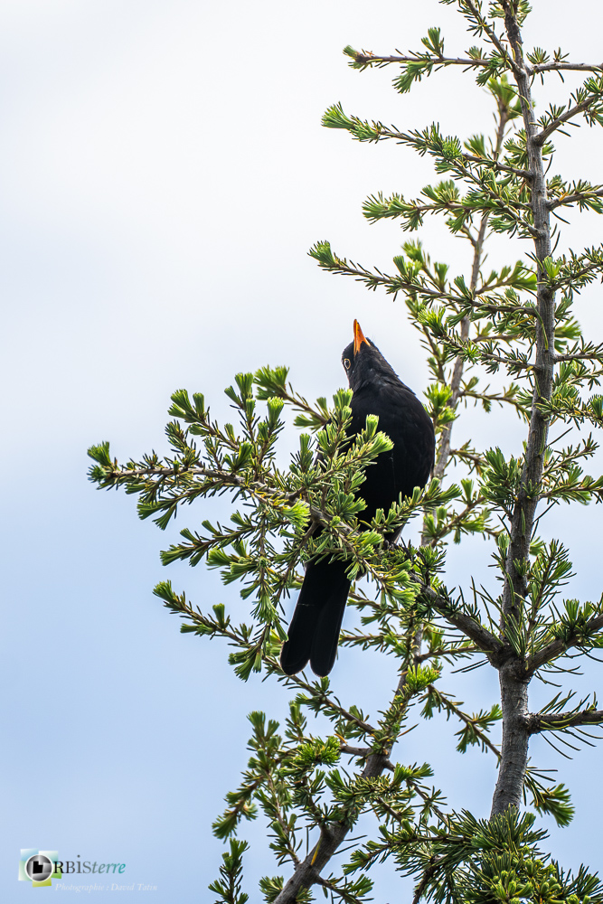 Aves, Birds, Common Blackbird, Merle noir, Oiseaux, Passériformes, Turdidae, Turdidés, Turdus merula, Uccelli, Vögel, faune, oiseau, verdon_43°51'20.635