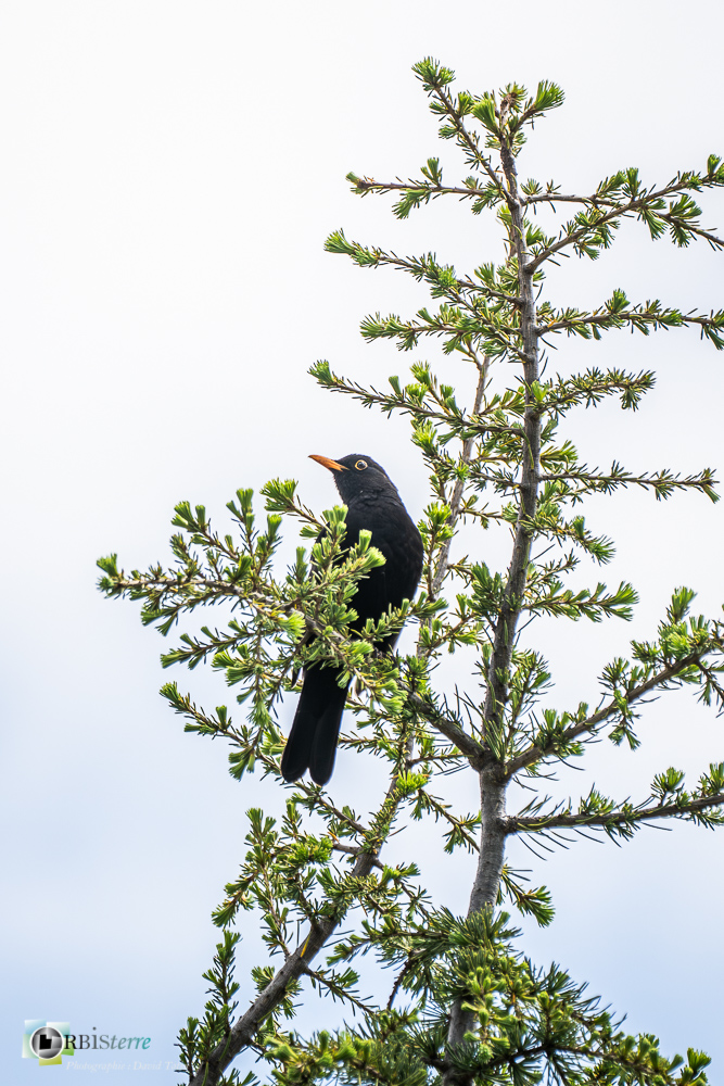Aves, Birds, Common Blackbird, Merle noir, Oiseaux, Passériformes, Turdidae, Turdidés, Turdus merula, Uccelli, Vögel, faune, oiseau, verdon_43°51'20.635
