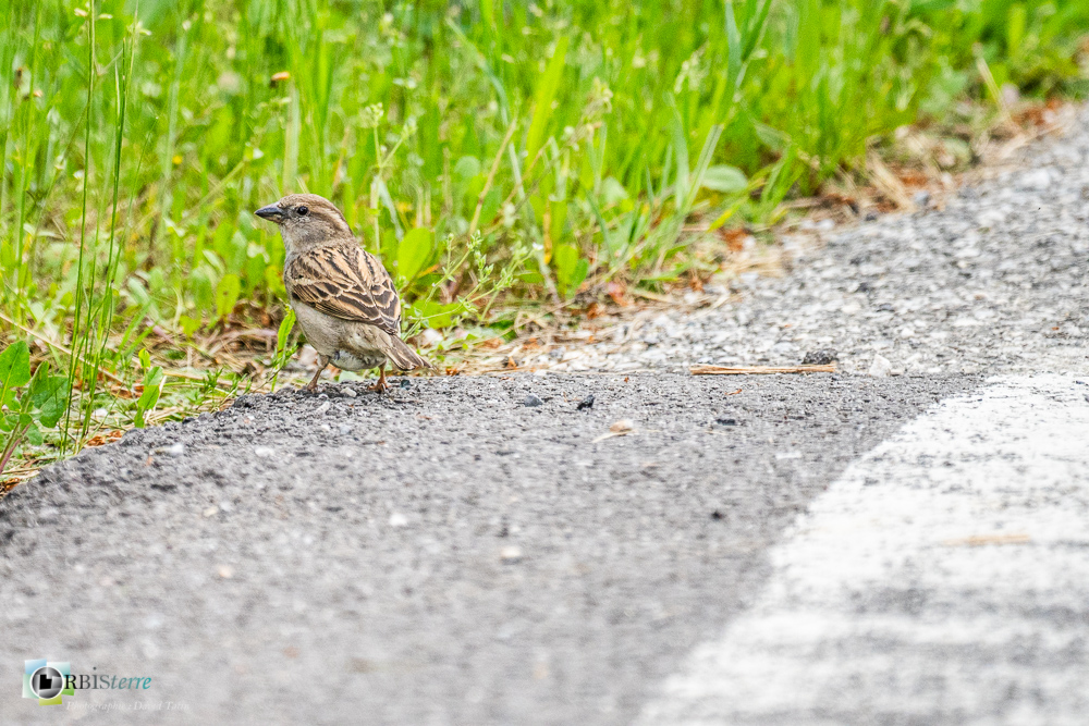 Aves, Birds, House Sparrow, Moineau domestique, Oiseaux, Passer domesticus, Passeridae, Passeridés, Passériformes, Uccelli, Vögel, faune, oiseau, verdon_43°51'20.635