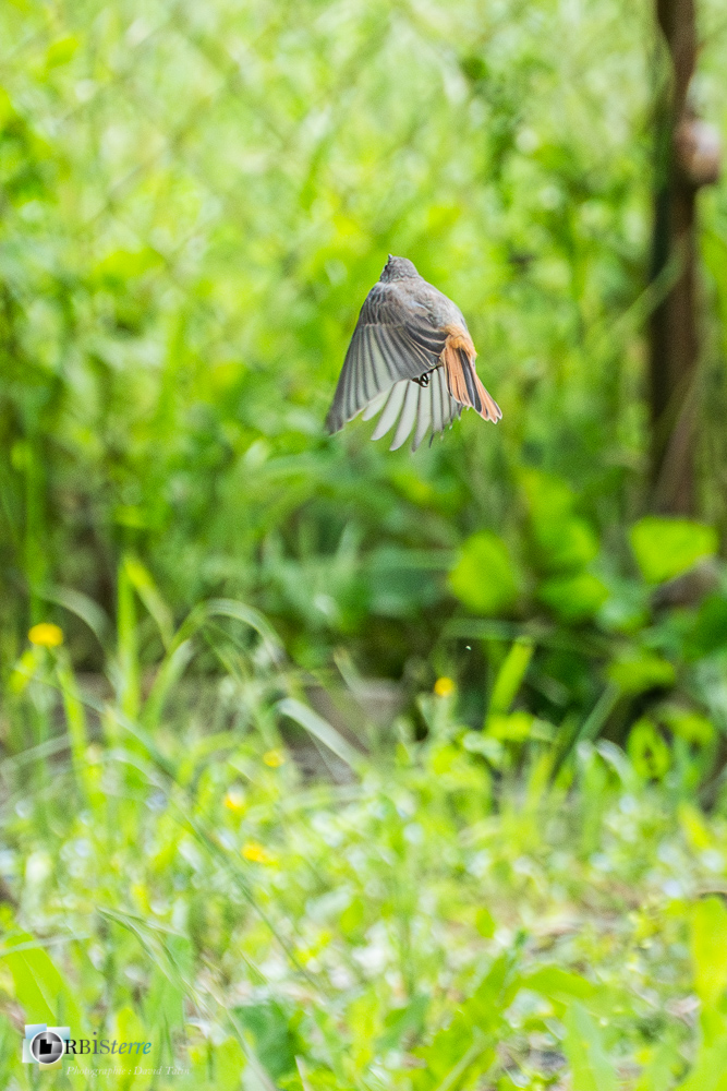 Aves, Birds, Black Redstart, Muscicapidae, Muscicapidés, Oiseaux, Passériformes, Phoenicurus ochruros, Rougequeue noir, Uccelli, Vögel, faune, oiseau, verdon_43°51'20.54