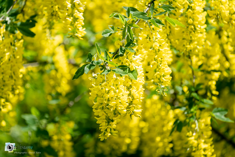 arbuste, cytise, flore, laburnum anagyroides, verdon_43°53'32.404