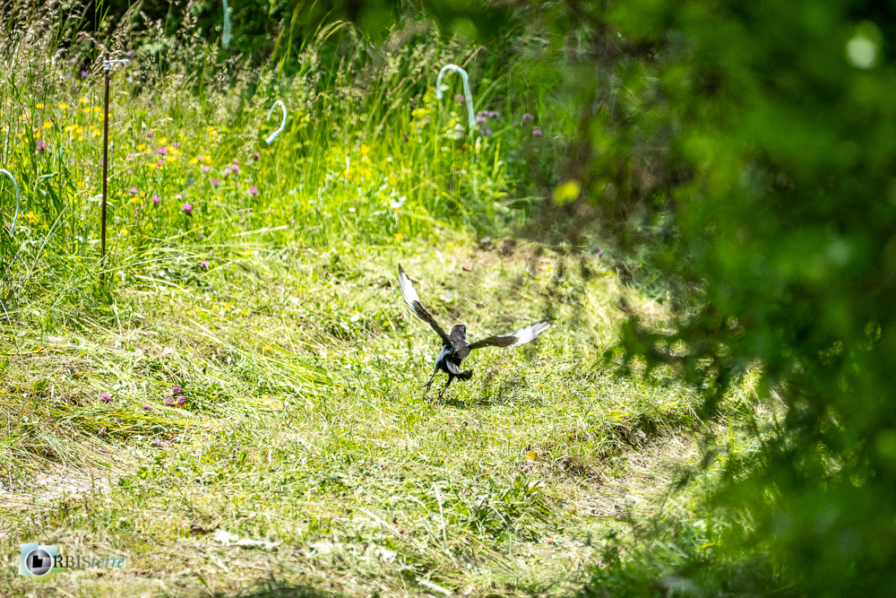 Aves, Birds, Corvidae, Corvidés, Eurasian Magpie, Oiseaux, Passériformes, Pica pica, Pie bavarde, Uccelli, Vögel, faune, oiseau, verdon_43°53'32.304