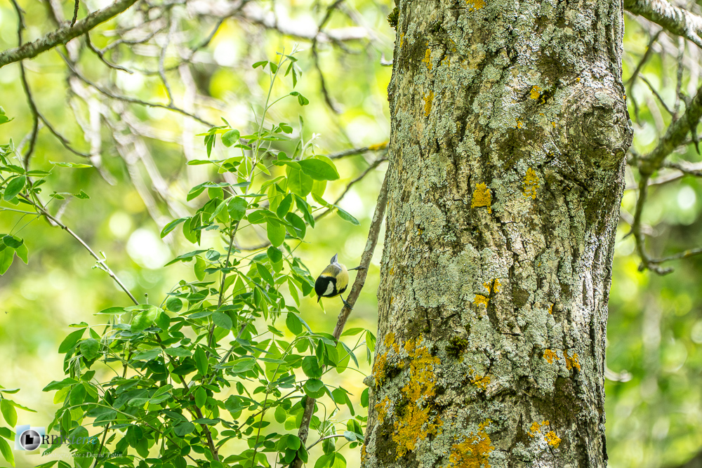 Aves, Birds, Great Tit, Mésange charbonnière, Oiseaux, Paridae, Paridés, Parus major, Passériformes, Uccelli, Vögel, faune, oiseau, verdon_43°53'32.406