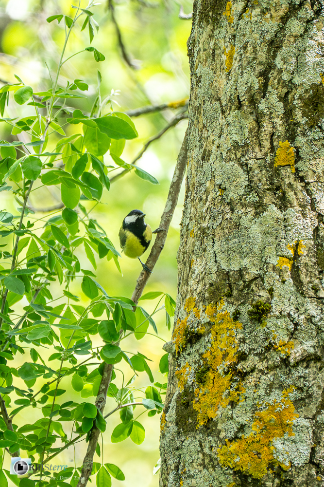 Aves, Birds, Great Tit, Mésange charbonnière, Oiseaux, Paridae, Paridés, Parus major, Passériformes, Uccelli, Vögel, faune, oiseau, verdon_43°53'32.406