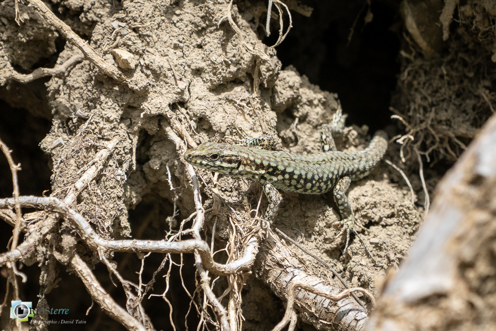 faune, lézard des murailles, reptile, verdon_43°53'57.013