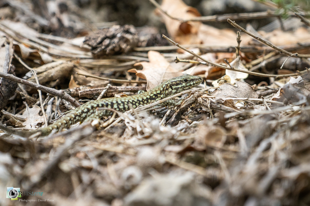 faune, lézard des murailles, reptile, verdon_43°53'56.832