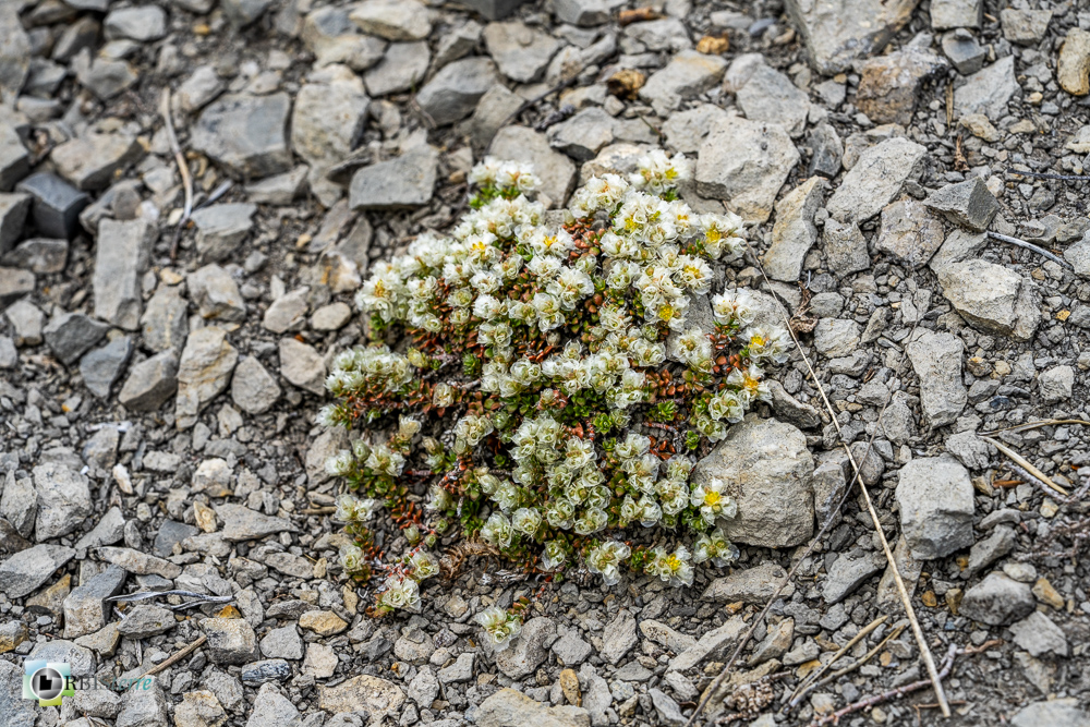 Paronychia kapela, flore, verdon_43°53'55.093