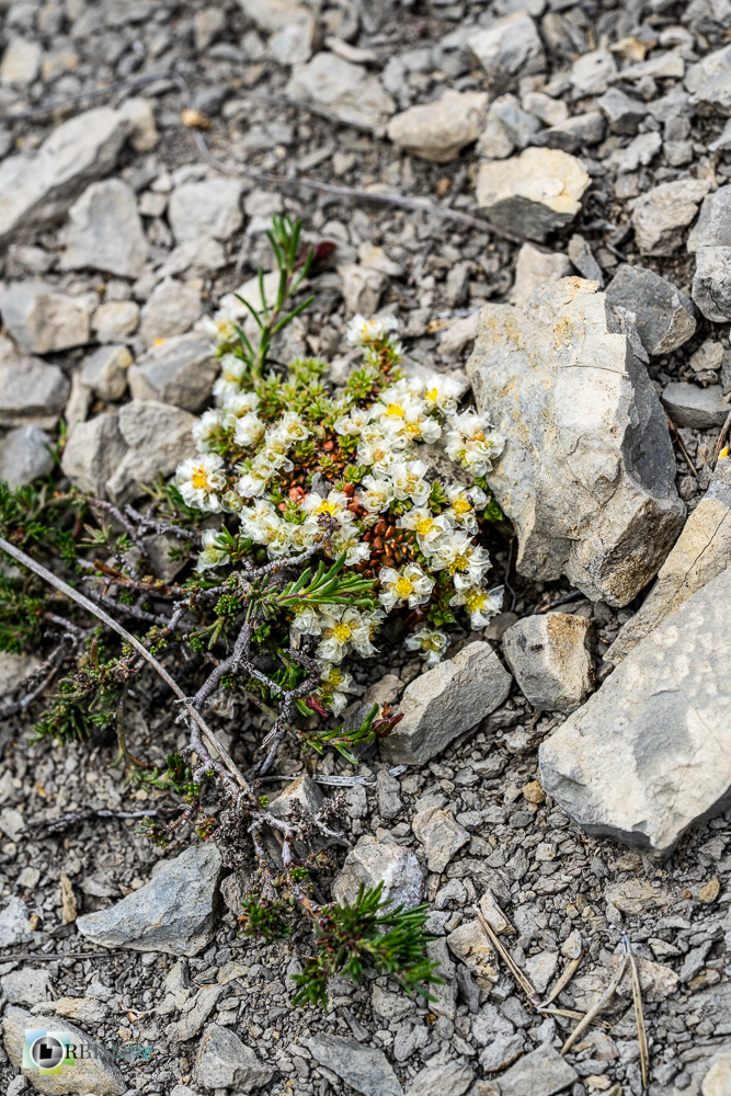Paronychia kapela, flore, verdon_43°53'55.092