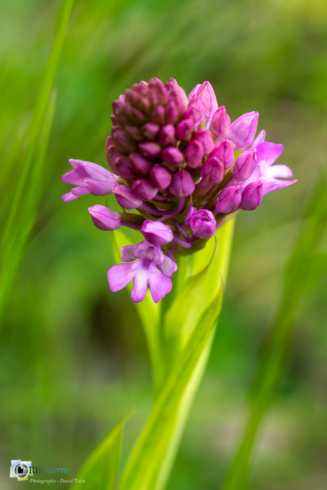 Anacamptis pyramidalis, flore, orchis pyramidal, verdon_43°53'55.889