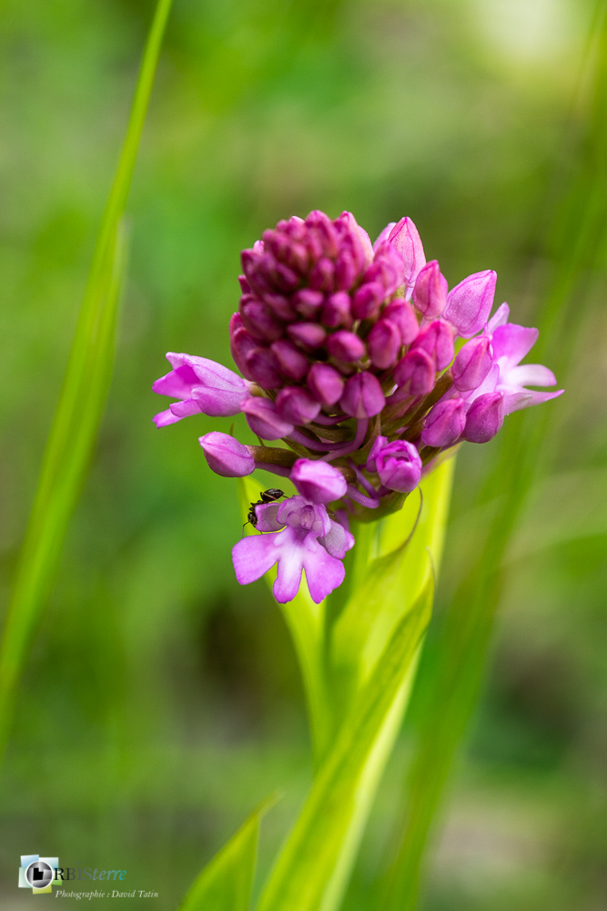 Anacamptis pyramidalis, flore, orchis pyramidal, verdon_43°53'55.889
