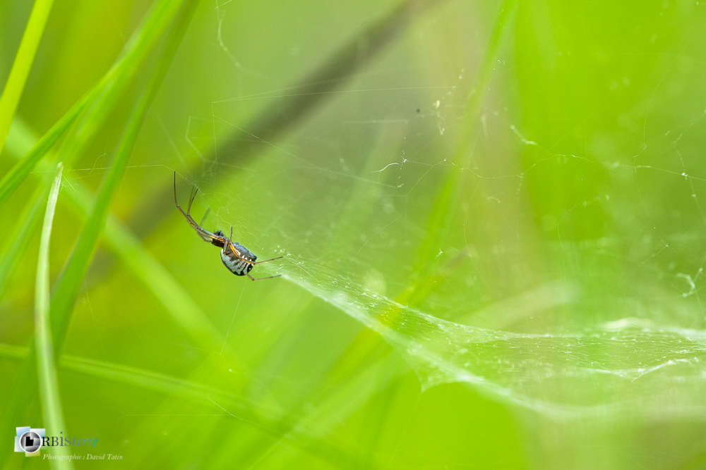 araignée, faune, frontinelle, verdon_43°53'55.889
