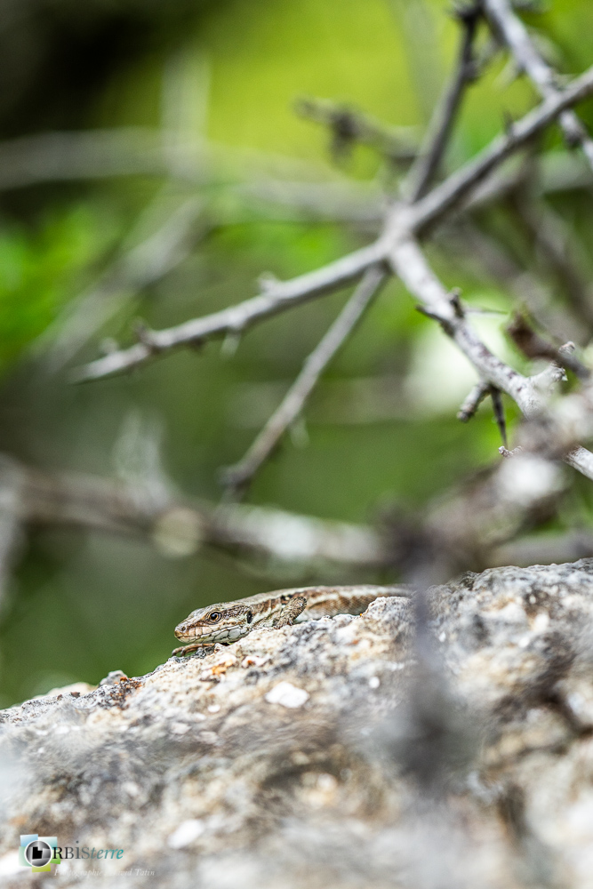 faune, lézard des murailles, reptile, verdon_43°53'55.889