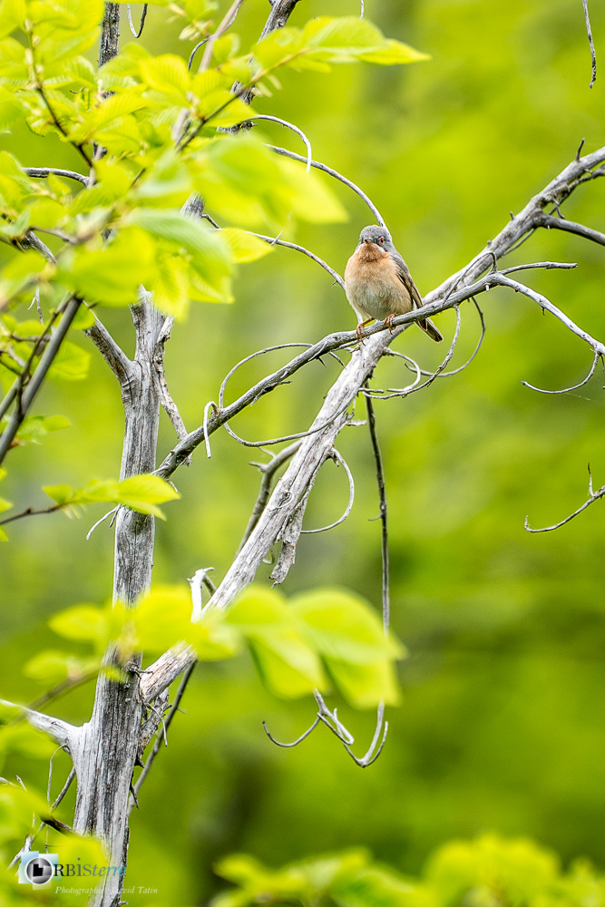 Aves, Birds, Fauvette passerinette, Oiseaux, Passériformes, Subalpine Warbler, Sylvia cantillans, Sylviidae, Sylviidés, Uccelli, Vögel, faune, oiseau, verdon_43°53'55.493