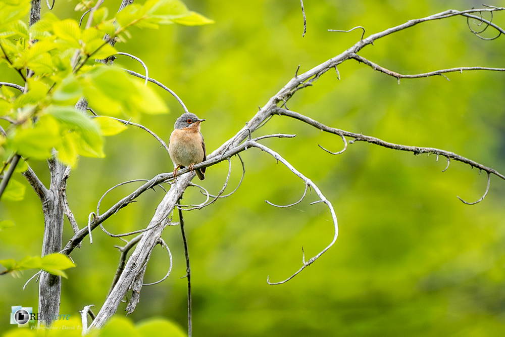 Aves, Birds, Fauvette passerinette, Oiseaux, Passériformes, Subalpine Warbler, Sylvia cantillans, Sylviidae, Sylviidés, Uccelli, Vögel, faune, oiseau, verdon_43°53'55.493
