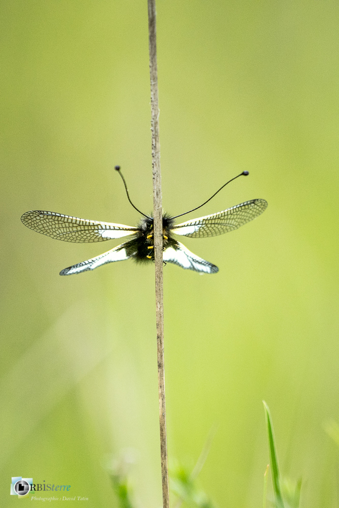 ascalaphe soufré, insecte, verdon_43°53'55.218