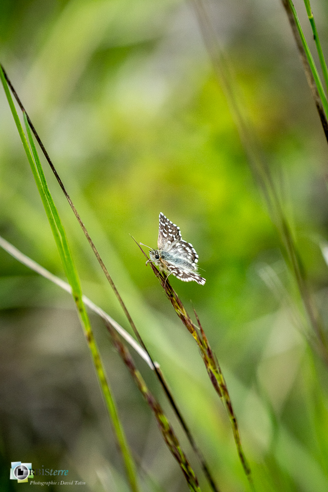 faune, hespérie, insecte, lépidoptère, papillon, verdon_43°53'55.218