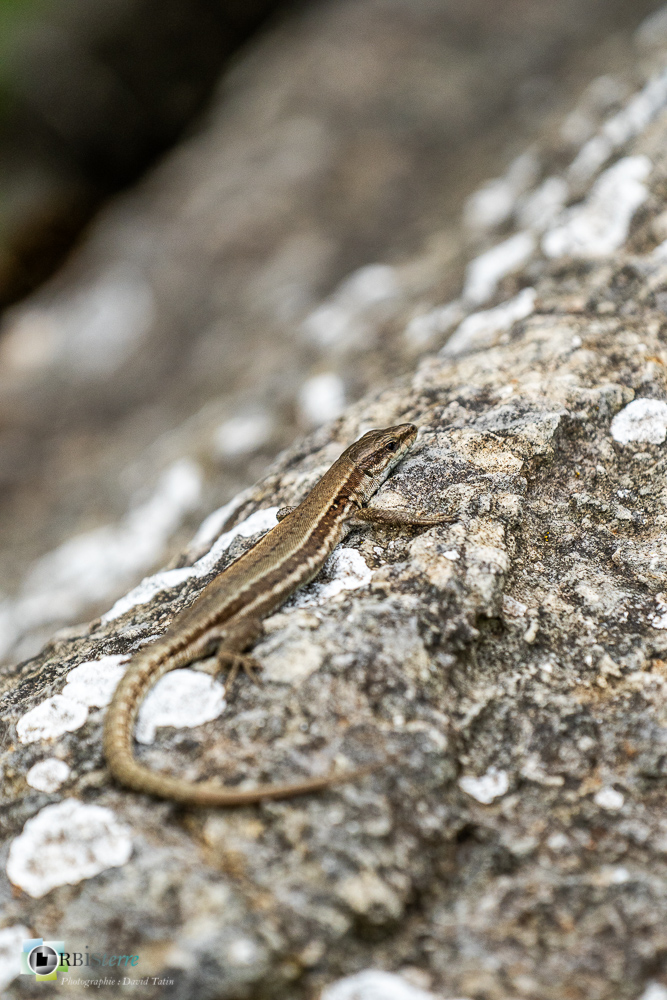 faune, lézard des murailles, reptile, verdon_43°53'55.656