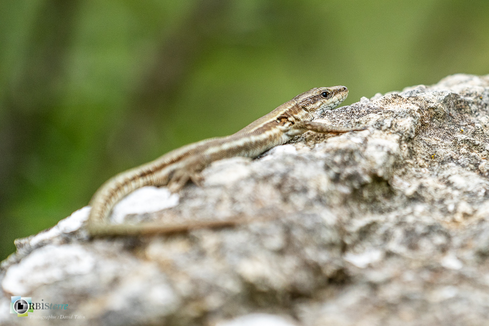 faune, lézard des murailles, reptile, verdon_43°53'55.655