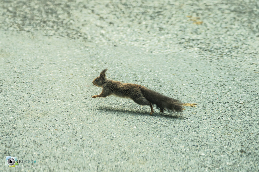 faune, mammifère, verdon, écureuil_43°53'11.955