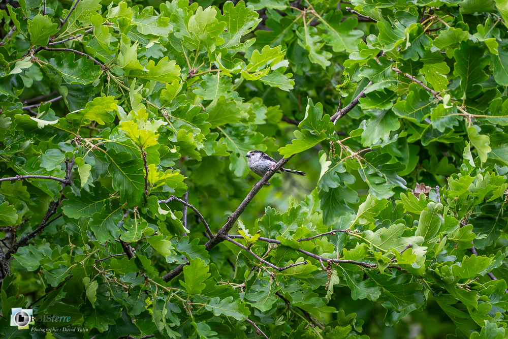 Aegithalidae, Aegithalidés, Aegithalos caudatus, Aves, Birds, Long-tailed Tit, Mésange à longue queue, Oiseaux, Passériformes, Uccelli, Vögel, faune, oiseau, verdon_43°50'12.3972