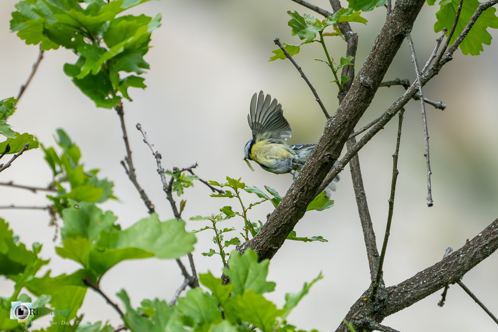 Aves, Birds, Cyanistes caeruleus, Eurasian Blue Tit, Mésange bleue, Oiseaux, Paridae, Paridés, Passériformes, Uccelli, Vögel, faune, oiseau, verdon_43°50'12.3972