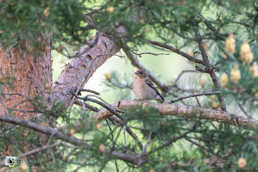 Aves, Birds, Common Chaffinch, Fringilla coelebs, Fringillidae, Fringillidés, Oiseaux, Passériformes, Pinson des arbres, Uccelli, Vögel, faune, oiseau, verdon_43°50'12.3972