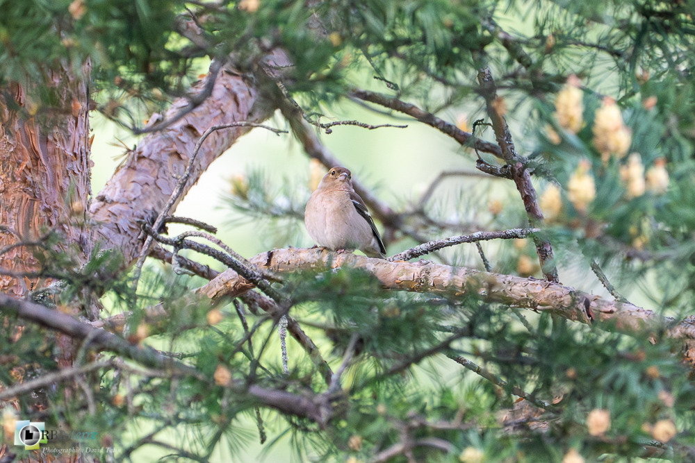 Aves, Birds, Common Chaffinch, Fringilla coelebs, Fringillidae, Fringillidés, Oiseaux, Passériformes, Pinson des arbres, Uccelli, Vögel, faune, oiseau, verdon_43°50'12.3972