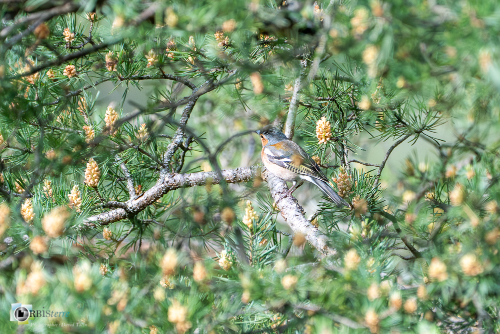 Aves, Birds, Common Chaffinch, Fringilla coelebs, Fringillidae, Fringillidés, Oiseaux, Passériformes, Pinson des arbres, Uccelli, Vögel, faune, oiseau, verdon_43°50'12.3972