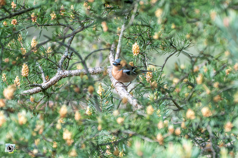 Aves, Birds, Common Chaffinch, Fringilla coelebs, Fringillidae, Fringillidés, Oiseaux, Passériformes, Pinson des arbres, Uccelli, Vögel, faune, oiseau, verdon_43°50'12.3972