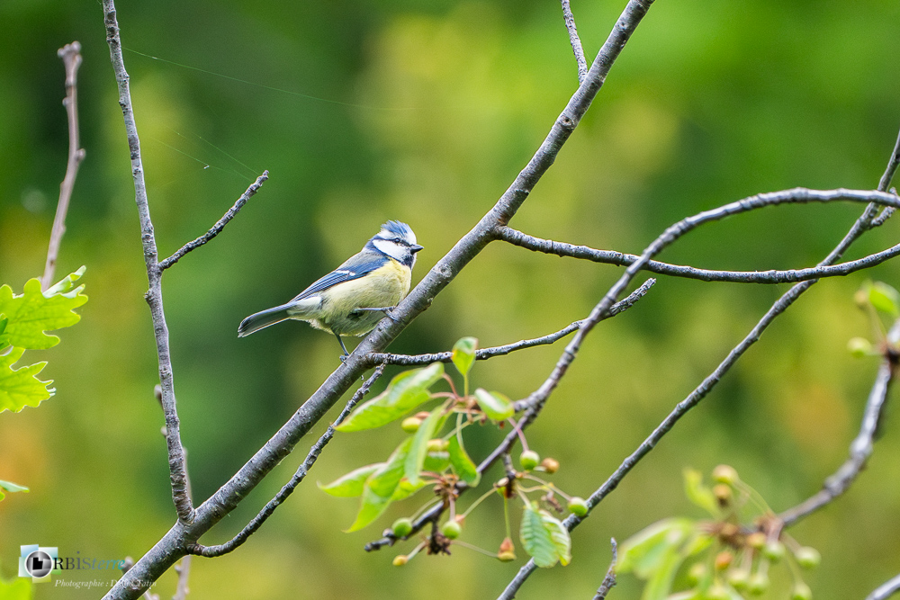 Aves, Birds, Cyanistes caeruleus, Eurasian Blue Tit, Mésange bleue, Oiseaux, Paridae, Paridés, Passériformes, Uccelli, Vögel, faune, oiseau, verdon_43°50'12.3972