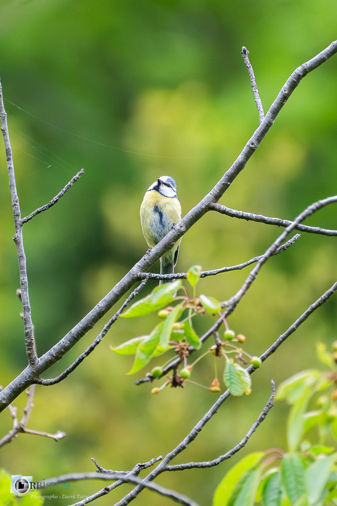 Aves, Birds, Cyanistes caeruleus, Eurasian Blue Tit, Mésange bleue, Oiseaux, Paridae, Paridés, Passériformes, Uccelli, Vögel, faune, oiseau, verdon_43°50'12.3972