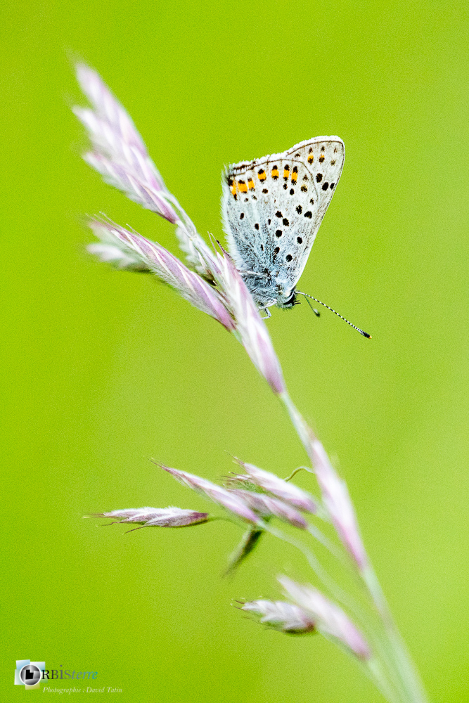 faune, insecte, lépidoptère, papillon, verdon_43°50'19.326