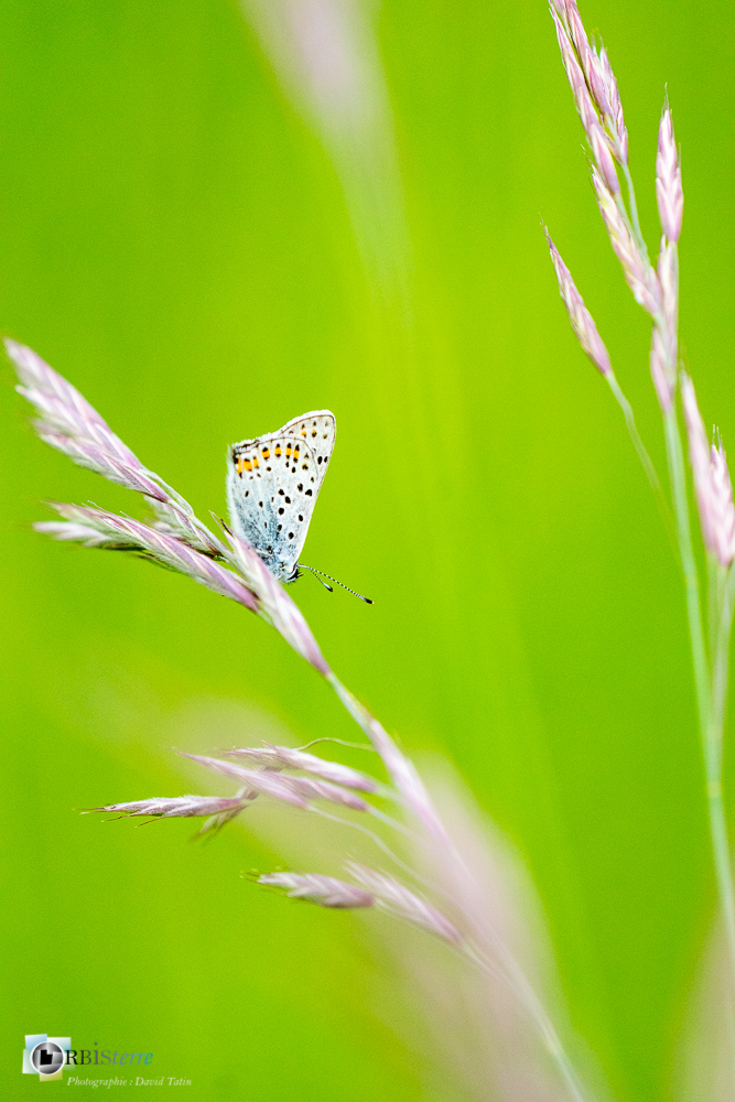faune, insecte, lépidoptère, papillon, verdon_43°50'19.392