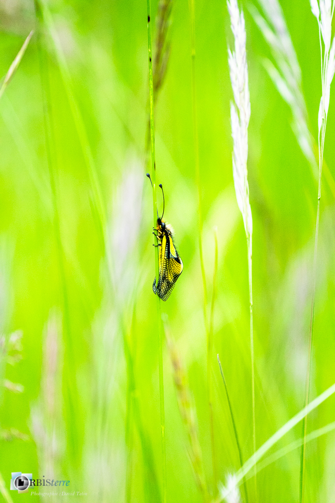 ascalaphe soufré, faune, insecte, verdon_43°50'19.409