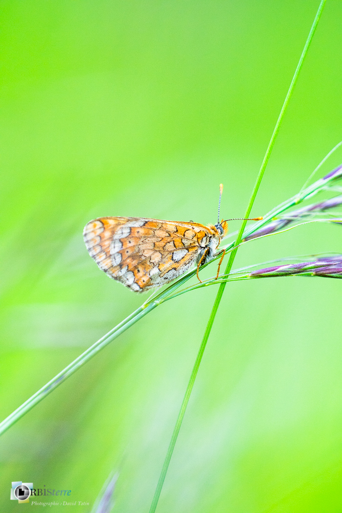 damier de la succise, eupphydryas aurinia, faune, insecte, lépidoptère, papillon, verdon_43°50'19.428
