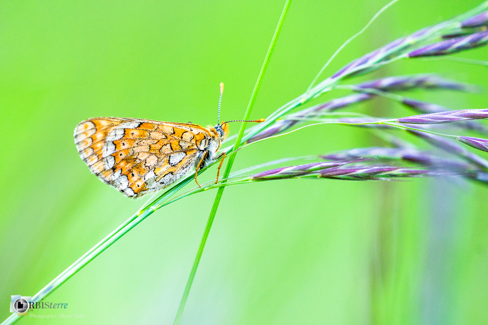 damier de la succise, eupphydryas aurinia, faune, insecte, lépidoptère, papillon, verdon_43°50'19.428
