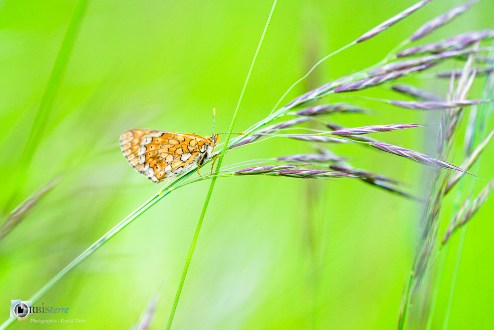 damier de la succise, eupphydryas aurinia, faune, insecte, lépidoptère, papillon, verdon_43°50'19.428