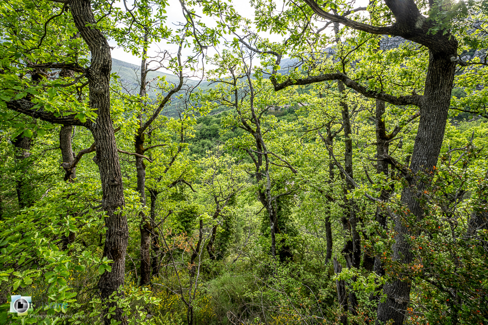 verdon_43°50'17.436