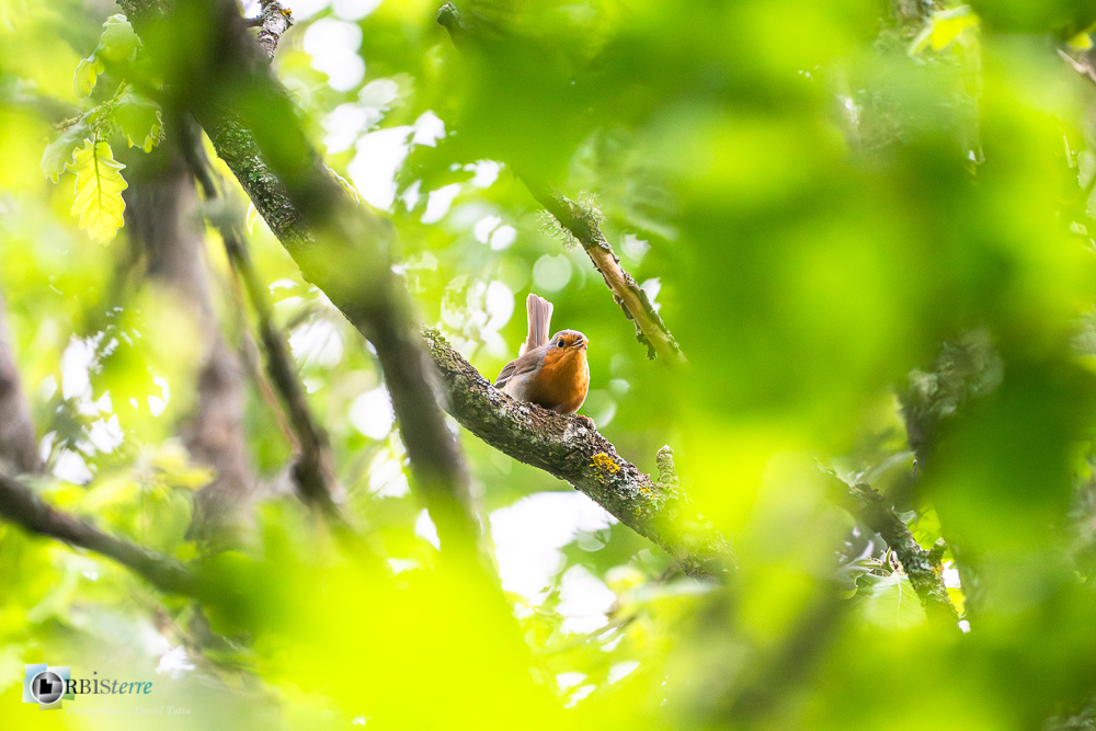 Aves, Birds, Erithacus rubecula, European Robin, Muscicapidae, Muscicapidés, Oiseaux, Passériformes, Rougegorge familier, Uccelli, Vögel, faune, oiseau, verdon_43°50'12.3972