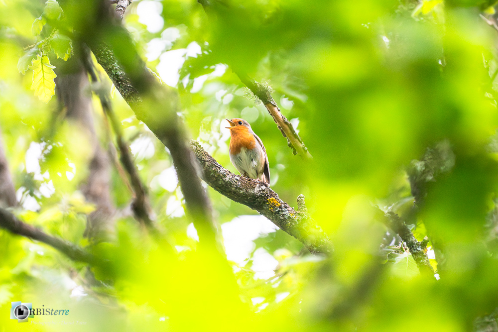 Aves, Birds, Erithacus rubecula, European Robin, Muscicapidae, Muscicapidés, Oiseaux, Passériformes, Rougegorge familier, Uccelli, Vögel, faune, oiseau, verdon_43°50'12.3972