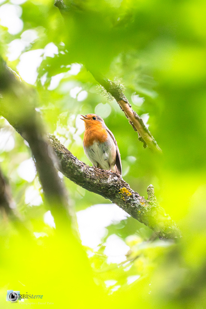 Aves, Birds, Erithacus rubecula, European Robin, Muscicapidae, Muscicapidés, Oiseaux, Passériformes, Rougegorge familier, Uccelli, Vögel, faune, oiseau, verdon_43°50'12.3972