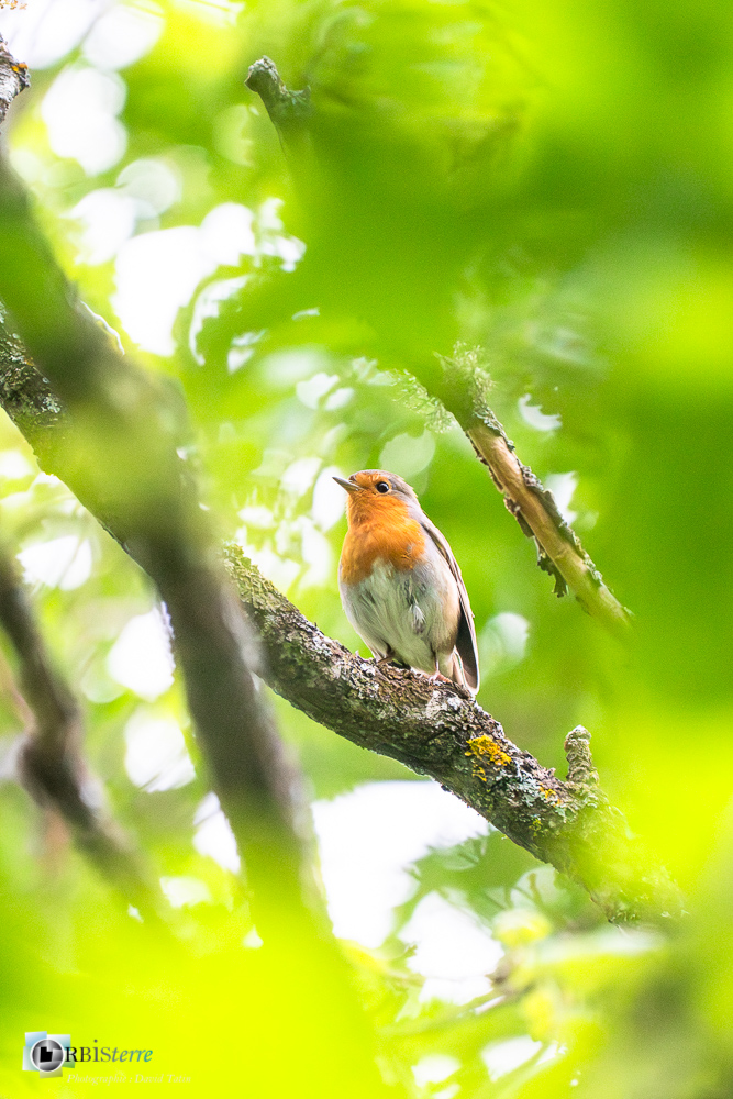 Aves, Birds, Erithacus rubecula, European Robin, Muscicapidae, Muscicapidés, Oiseaux, Passériformes, Rougegorge familier, Uccelli, Vögel, faune, oiseau, verdon_43°50'12.3972